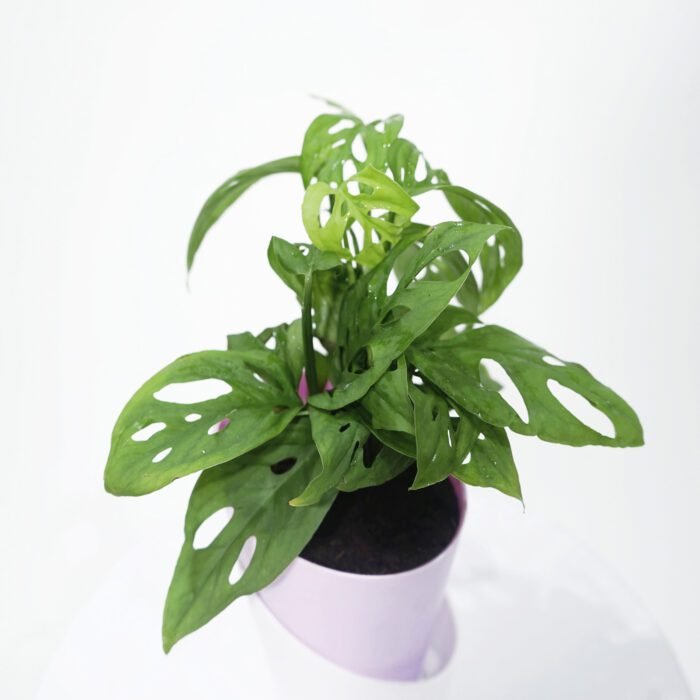 Broken Heart Plant With Self Watering Pot.