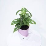 Broken Heart Plant With Self Watering Pot..