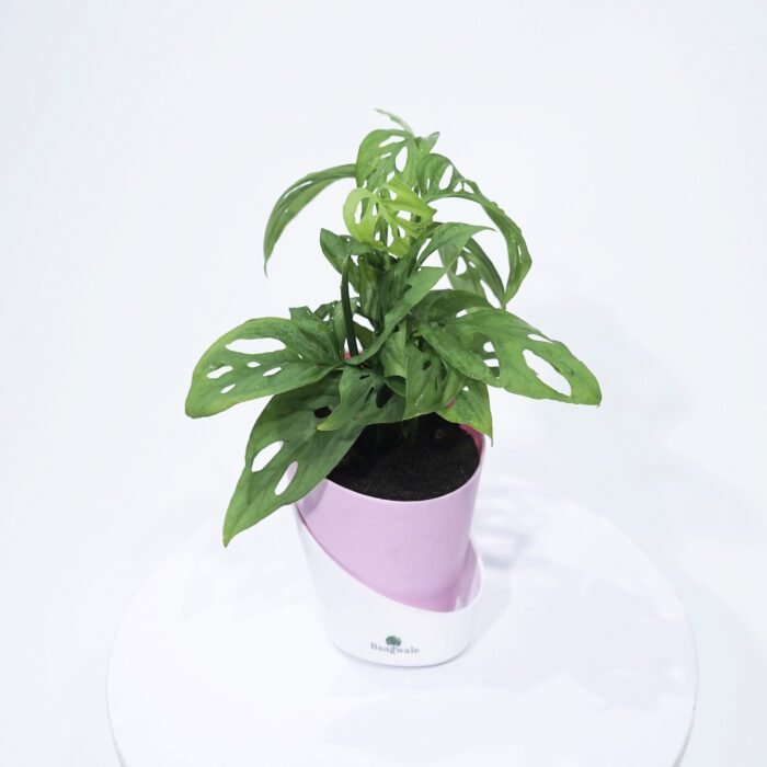 Broken Heart Plant With Self Watering Pot..