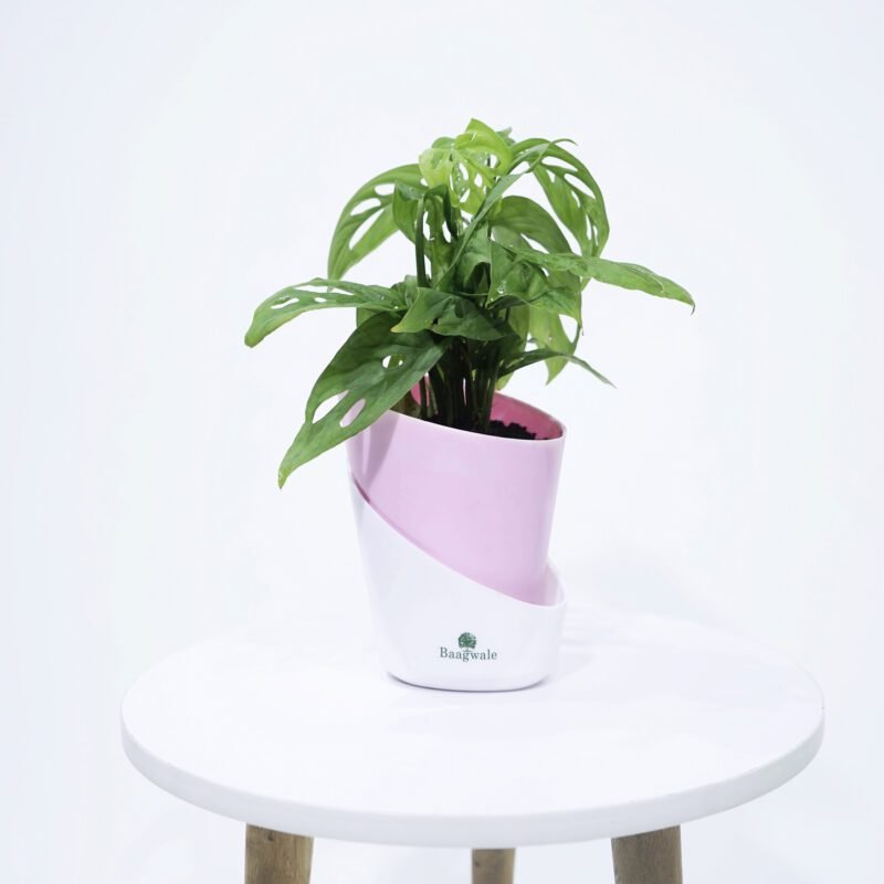 Broken Heart Plant With Self Watering Pot