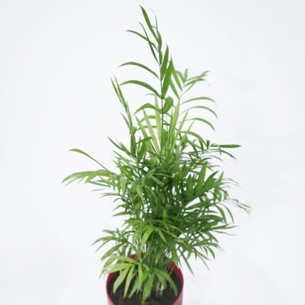 Chamaedorea Plam Plant.