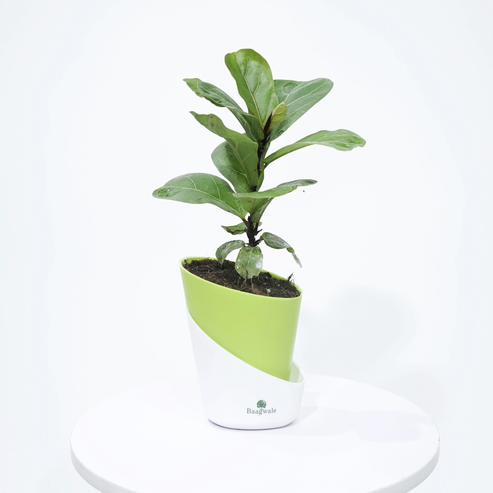 Ficus Lyrata Plant With Self Watering Pot