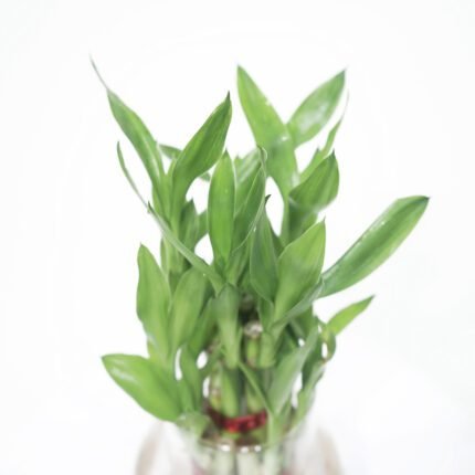 Lucky Bamboo Plant - 2 Layer....