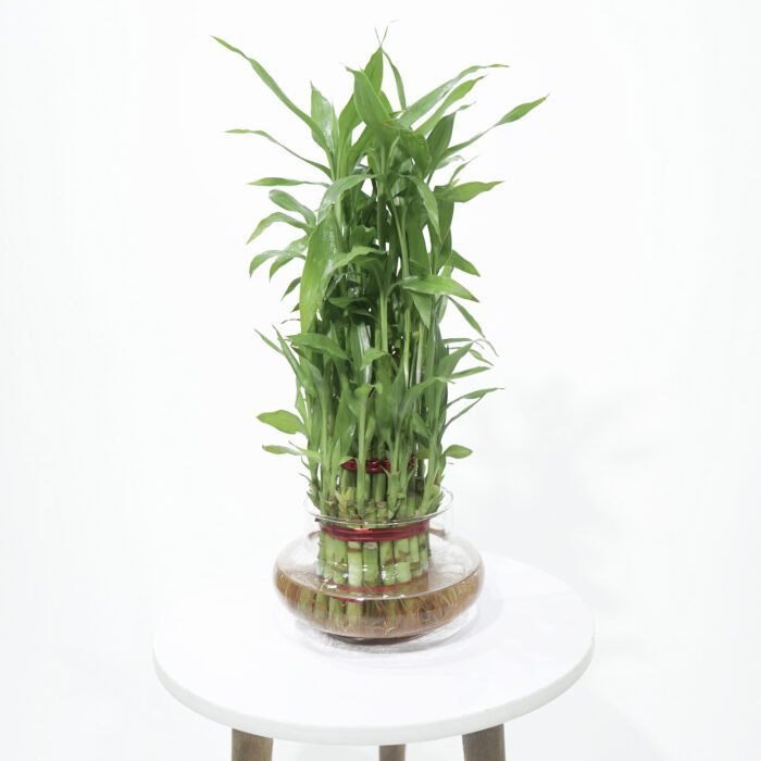 Lucky Bamboo Plant - 3 Layer