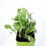 Money Plant N' Joy With Sellf Watering Pot..