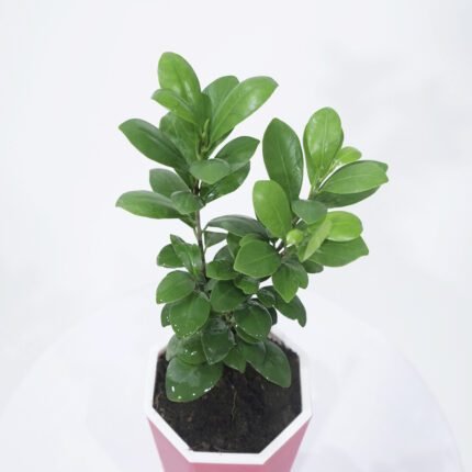 Mini Ficus Plant With Self Watering Pot