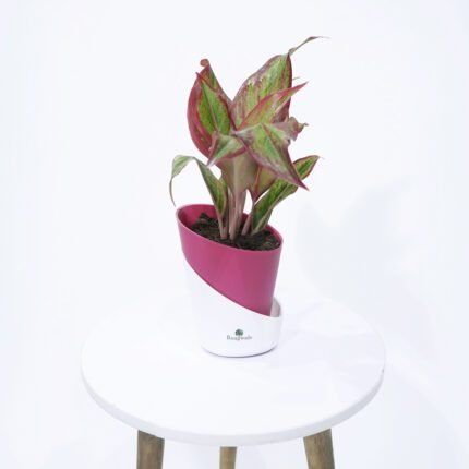 Aglaonema Red Plant With Self Watering Pot (Tapper)