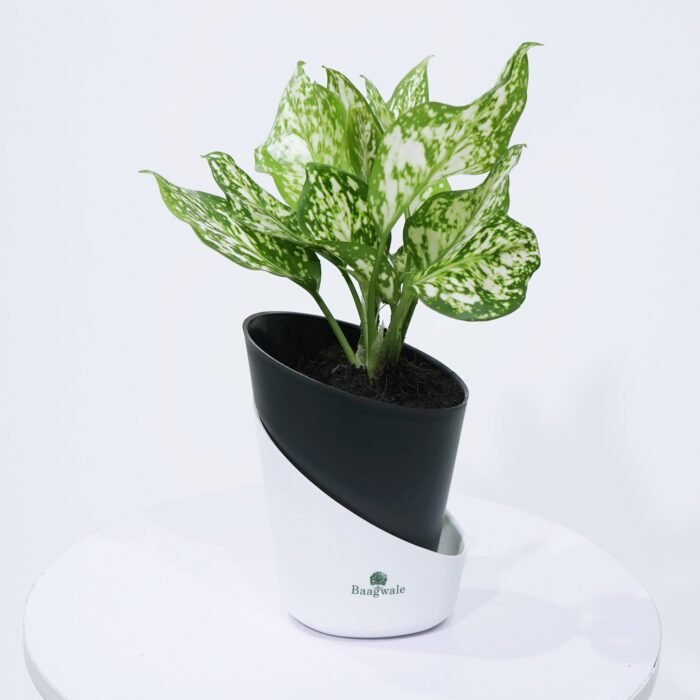 Aglaonema Snow White Plant With Self Watering Pot (Tapper)