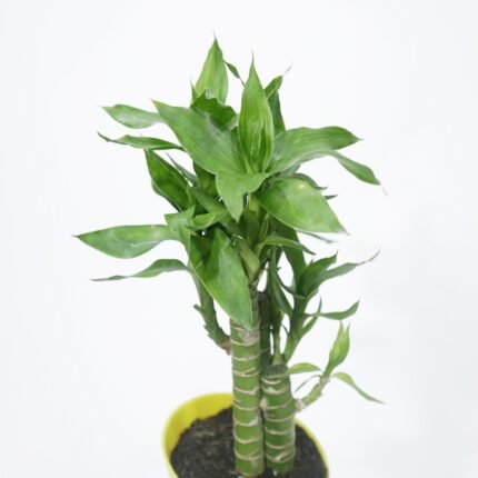 Lotus Bamboo Plant With Self Watering Pot.