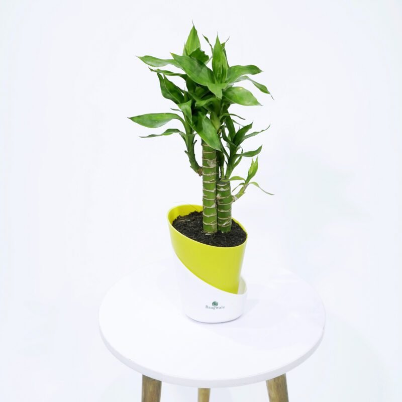Lotus Bamboo Plant With Self Watering Pot