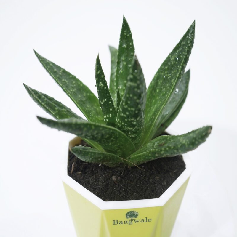 Aloe Vera Mini Plant..