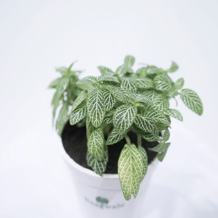 Fittonia Green Plant 2 scaled