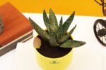 Aloe Vera Mini Plant