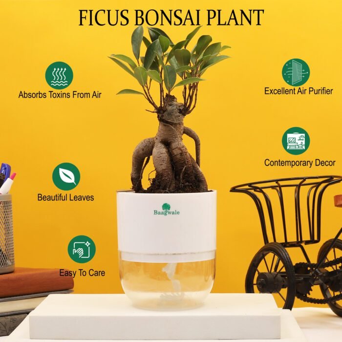 Micro Ficus Bonsai Plant