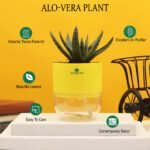 Aloe Vera Mini Plant