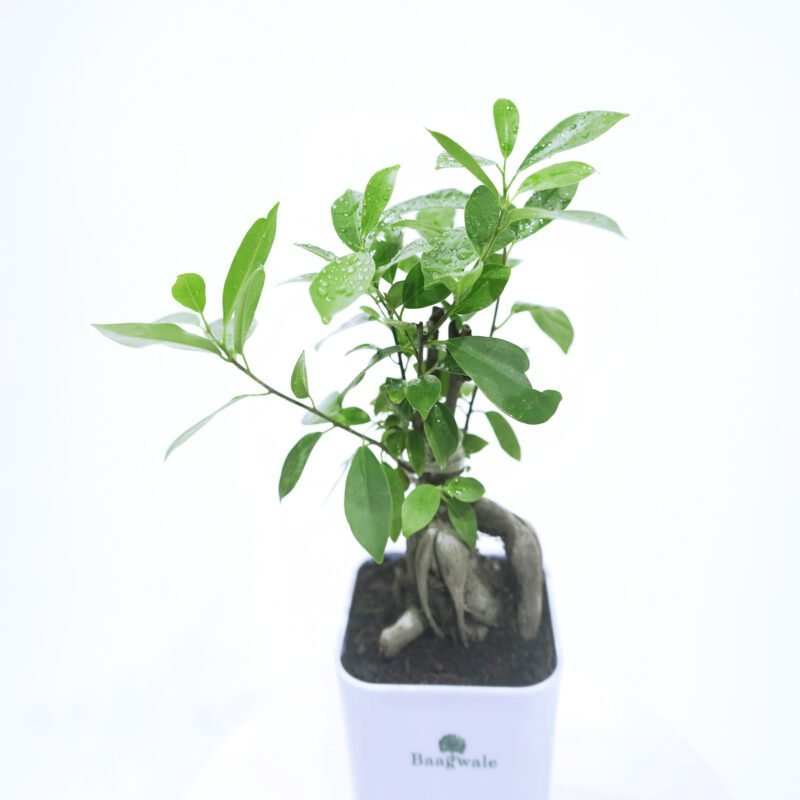 Micro Ficus Bonsai Plant With Self Watering Pot...