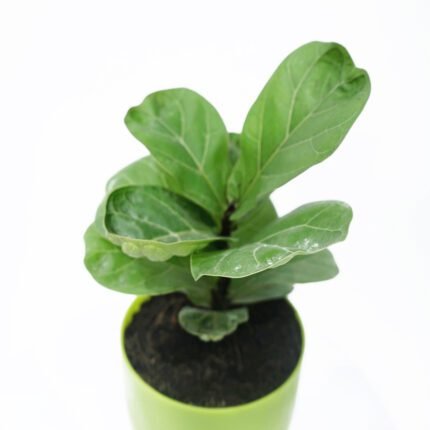 Ficus Lyrata Plant (Green) Pot..