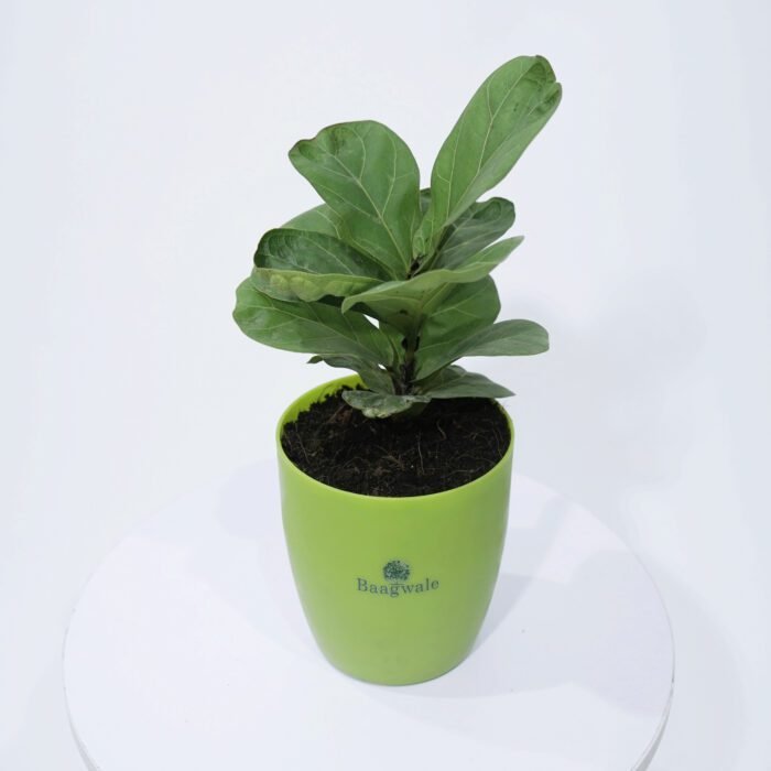 Ficus Lyrata Plant (Green) Pot.