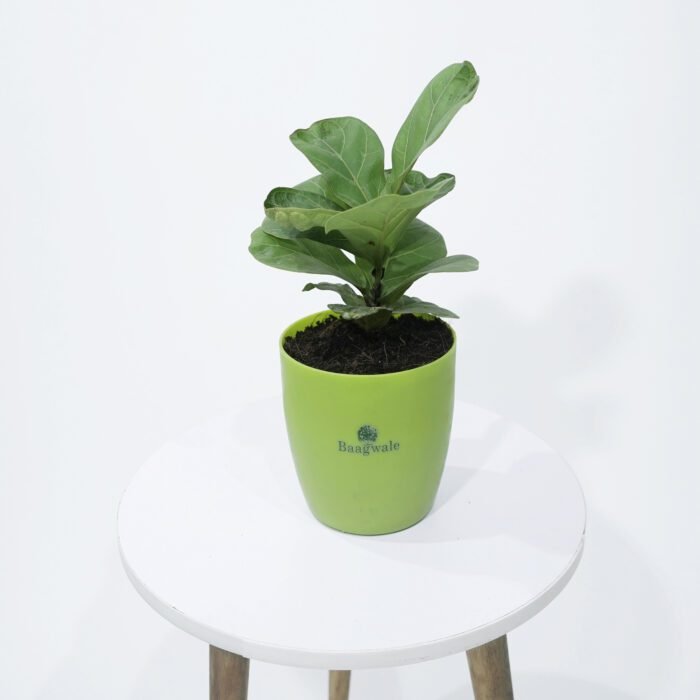 Ficus Lyrata Plant (Green) Pot
