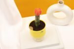 Moon Cactus Plant