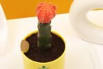 Moon Cactus Plant