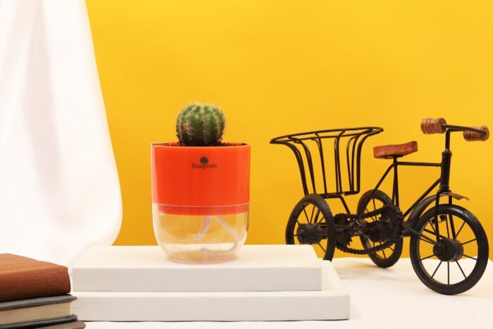 Ball Cactus Plant
