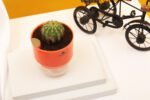 Ball Cactus Plant