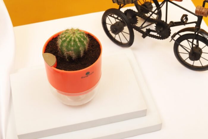 Ball Cactus Plant
