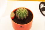 Ball Cactus Plant