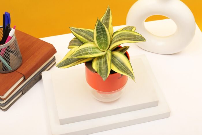 Sansevieria Golden (Mint) Plant
