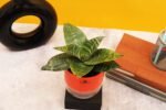 Sansevieria Hahni Plant