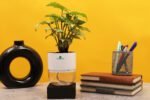 Syngonium White Plant