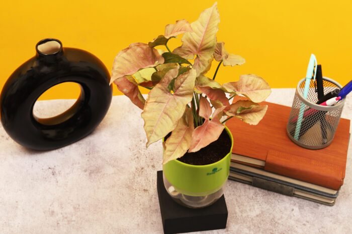 Syngonium Pink Plant