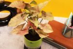 Syngonium Pink Plant