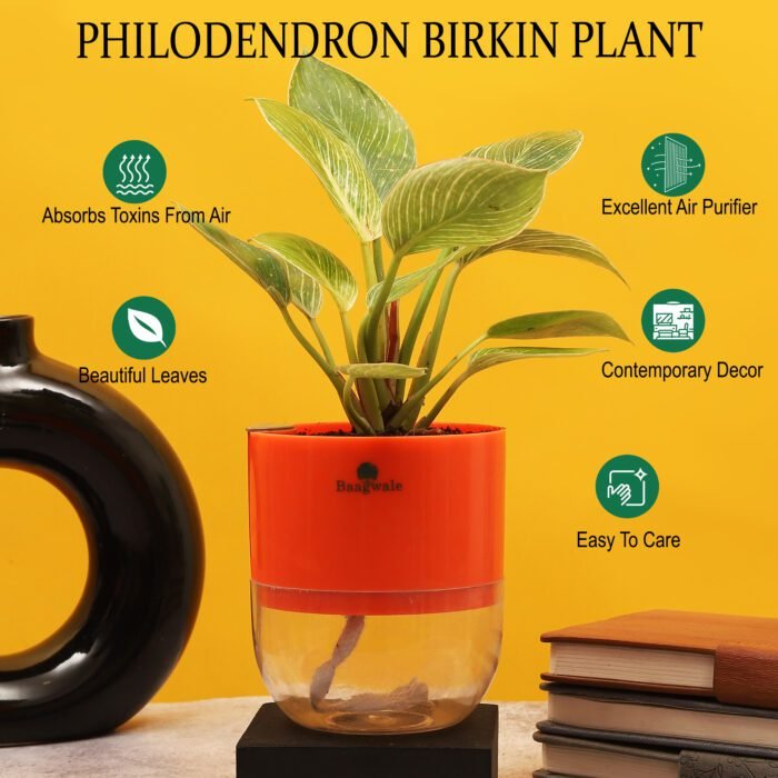 Philodendron Briken Plant