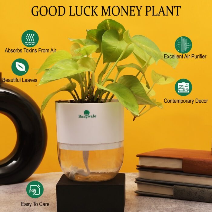 Good Luck Money Plant
