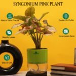 Syngonium Pink Plant