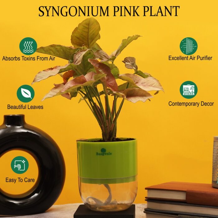 Syngonium Pink Plant