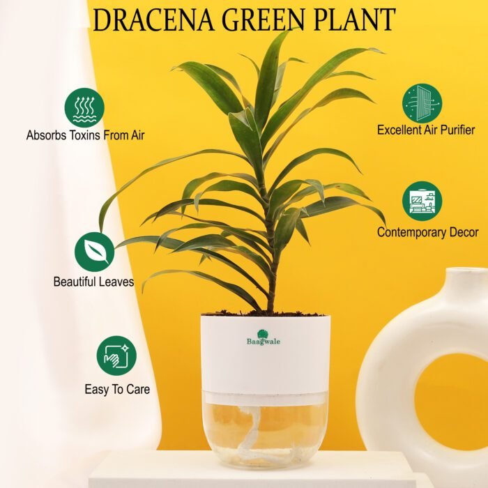 Dracena Fruticosa Joy Plant