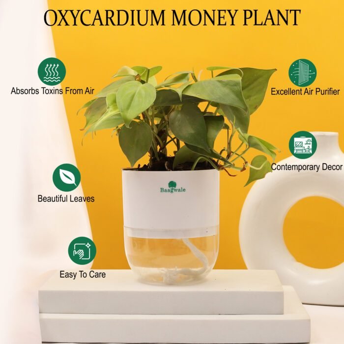Oxycardium Green Plant