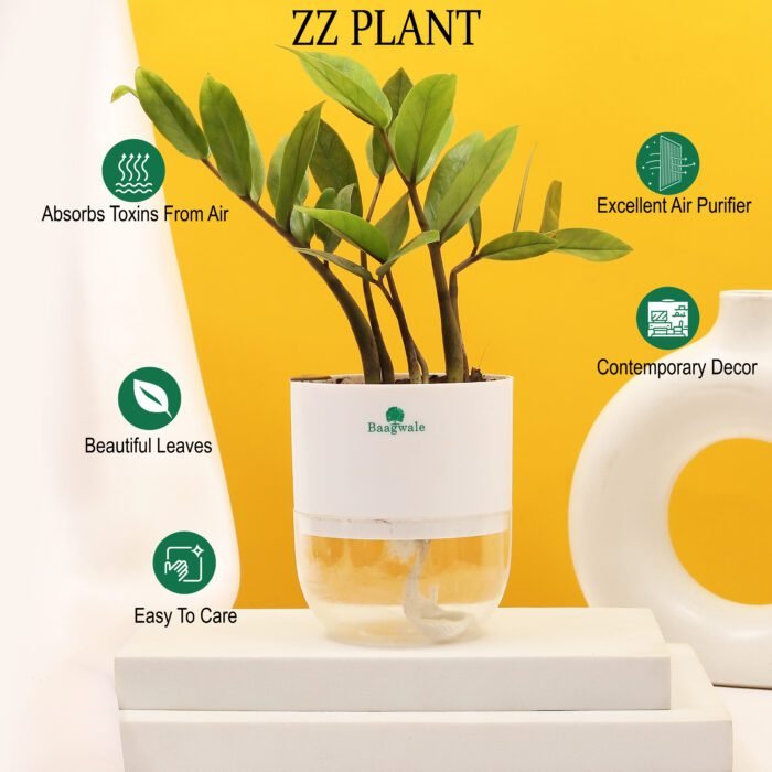 ZZ Plant With Self Watering Pot