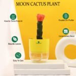 Moon Cactus Plant