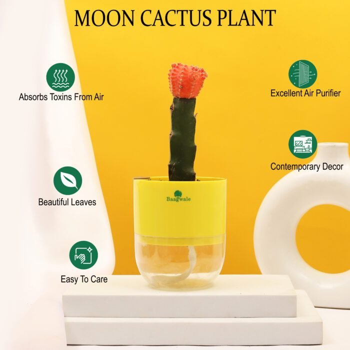 Moon Cactus Plant