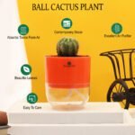 Ball Cactus Plant