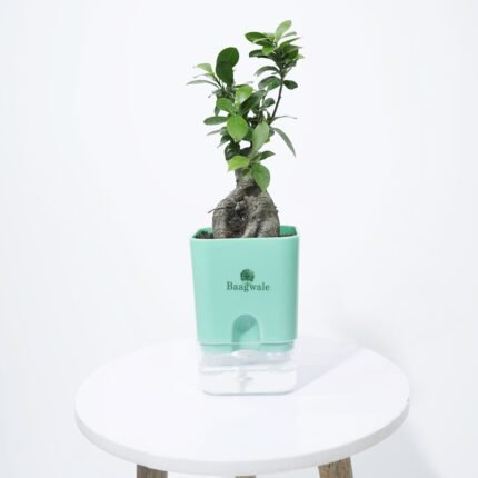 Micro Ficus Bonsai Plant (2)