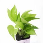 Money Plant Golden With Self Watering (Pink) Pot.