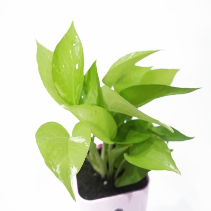 Money Plant Golden With Self Watering (Pink) Pot.