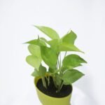Money Plant Golden With Self Watering Pot.