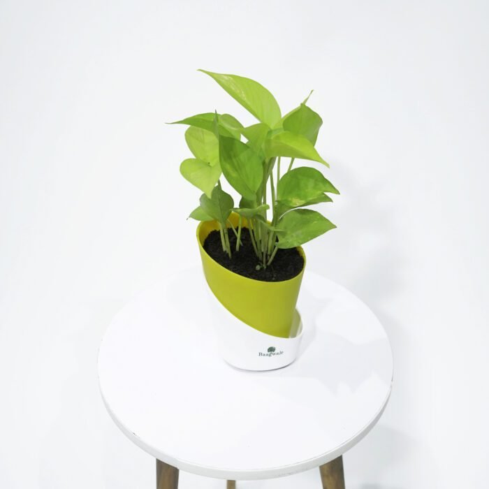 Money Plant Golden With Self Watering Pot..