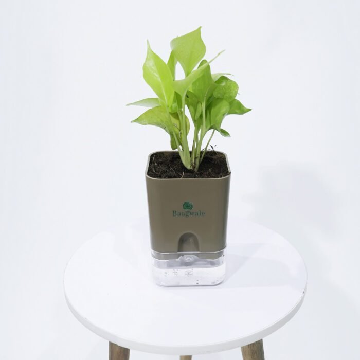 Money Plant Golden With Self Watering Pot